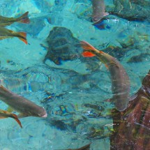 Beautiful fishes in crystal clear water